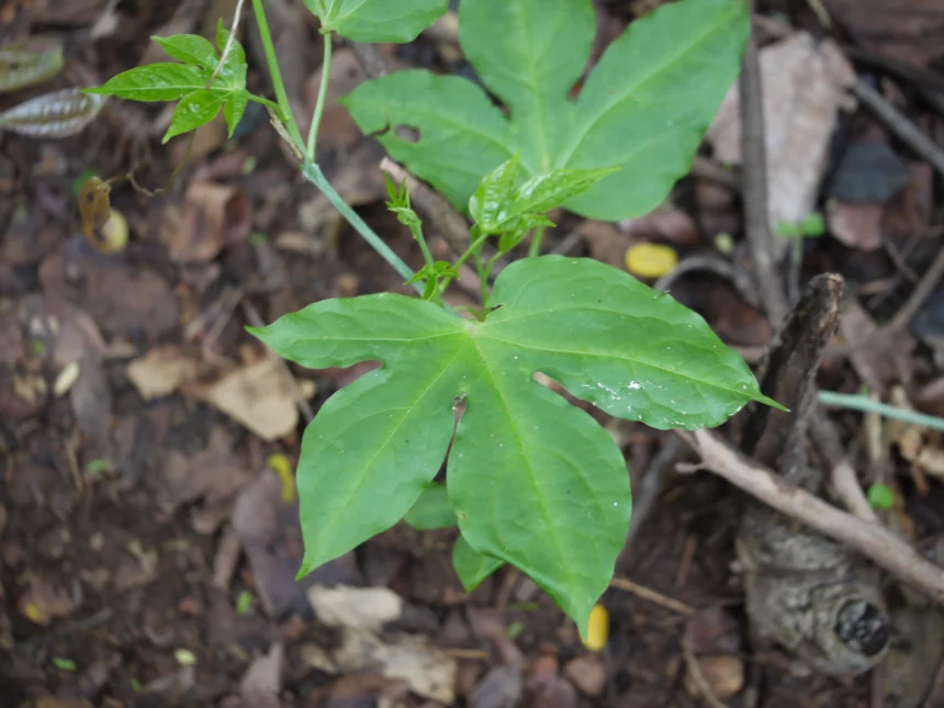 Karimuthukku (Adenia hondala) – Traditional Ayurvedic Medicinal Plant with Powerful Healing Properties and Health Benefits