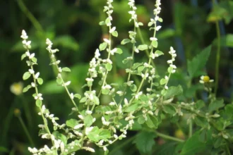 Cherula (Aerva lanata) – Traditional Ayurvedic Medicine for Kidney Stones, Urinary Wellness, and Body Detox