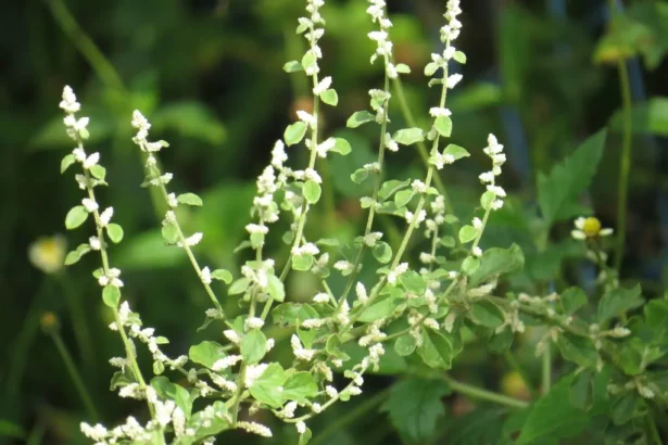 Cherula (Aerva lanata) – Traditional Ayurvedic Medicine for Kidney Stones, Urinary Wellness, and Body Detox