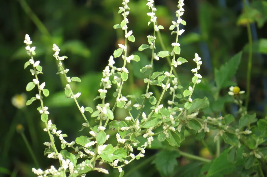 Cherula (Aerva lanata) – Traditional Ayurvedic Medicine for Kidney Stones, Urinary Wellness, and Body Detox