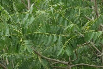 Matti (Ailanthus excelsa) – Medicinal Tree Used in Ayurveda for Respiratory Problems, Inflammation Relief, and Body Detoxification