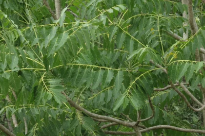 Matti (Ailanthus excelsa) – Medicinal Tree Used in Ayurveda for Respiratory Problems, Inflammation Relief, and Body Detoxification