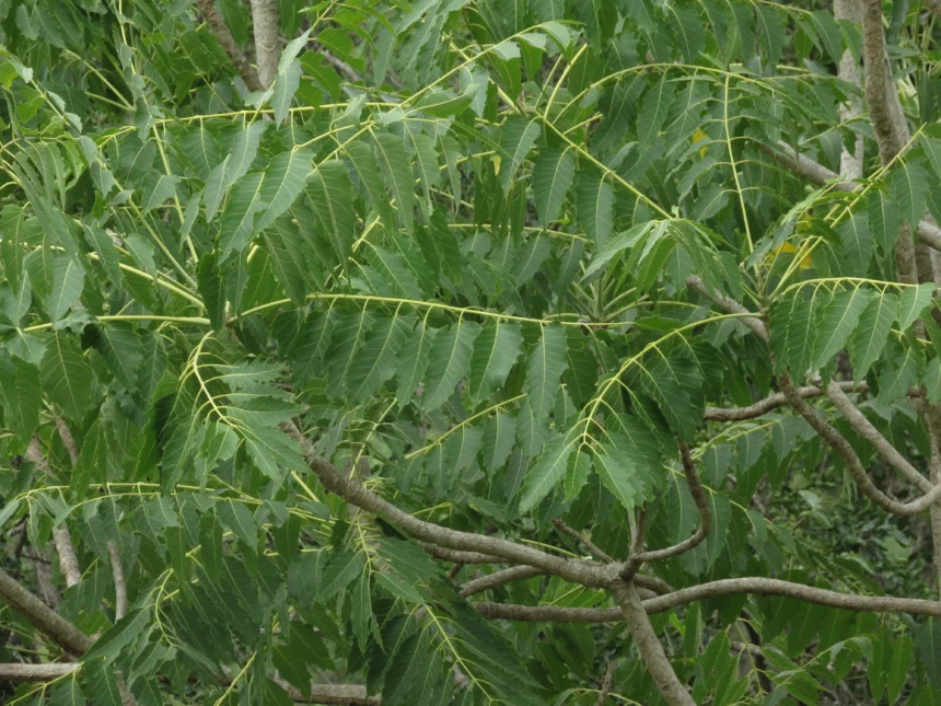 Matti (Ailanthus excelsa) – Medicinal Tree Used in Ayurveda for Respiratory Problems, Inflammation Relief, and Body Detoxification