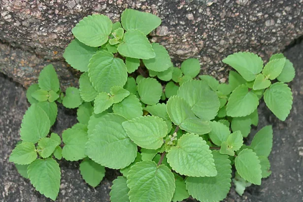 Chomara (Anisochilus carnosus) – Ayurvedic medicinal herb with powerful healing properties, traditional remedies and natural health benefits