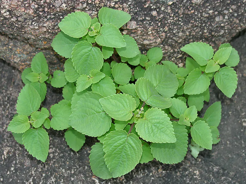 Chomara (Anisochilus carnosus) – Ayurvedic medicinal herb with powerful healing properties, traditional remedies and natural health benefits