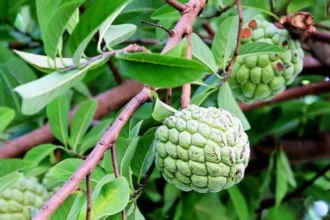 Seethapazham (Annona squamosa) – Delicious Tropical Fruit with Powerful Medicinal Benefits, Nutrients, and Traditional Uses