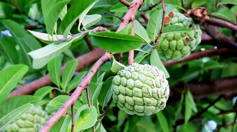 Seethapazham (Annona squamosa) – Delicious Tropical Fruit with Powerful Medicinal Benefits, Nutrients, and Traditional Uses