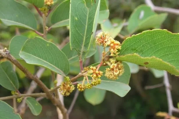 Mazhukkanjiram (Anogeissus latifolia) – Ayurvedic medicinal tree with powerful healing properties, traditional remedies and natural health benefits
