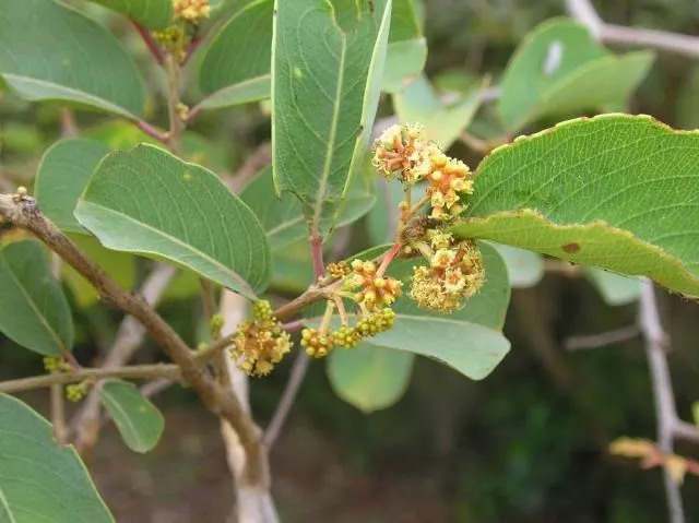 Mazhukkanjiram (Anogeissus latifolia) – Ayurvedic medicinal tree with powerful healing properties, traditional remedies and natural health benefits