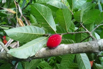 Arayanjili (Antiaris toxicaria) – Toxic Medicinal Tree Used Traditionally for Pain Relief, Skin Diseases, and Arrow Poison in Folk Medicine