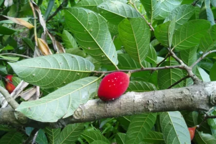 Arayanjili (Antiaris toxicaria) – Toxic Medicinal Tree Used Traditionally for Pain Relief, Skin Diseases, and Arrow Poison in Folk Medicine