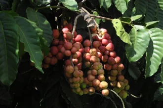 Chemmaram (Aphanamixis polystachya) – Ayurvedic medicinal tree with powerful healing properties, traditional uses and natural health benefits