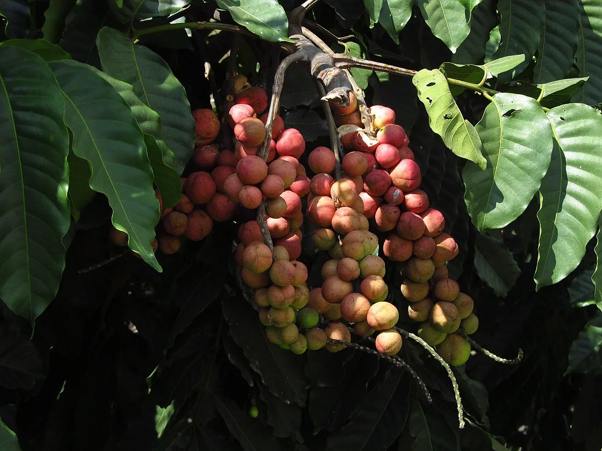 Chemmaram (Aphanamixis polystachya) – Ayurvedic medicinal tree with powerful healing properties, traditional uses and natural health benefits