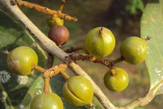 Vetti (Aporosa cardiosperma) – Rare Medicinal Plant Used in Traditional Medicine for Skin Diseases, Inflammation, and Detoxification