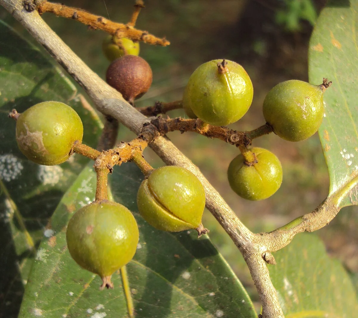 Vetti (Aporosa cardiosperma) – Rare Medicinal Plant Used in Traditional Medicine for Skin Diseases, Inflammation, and Detoxification