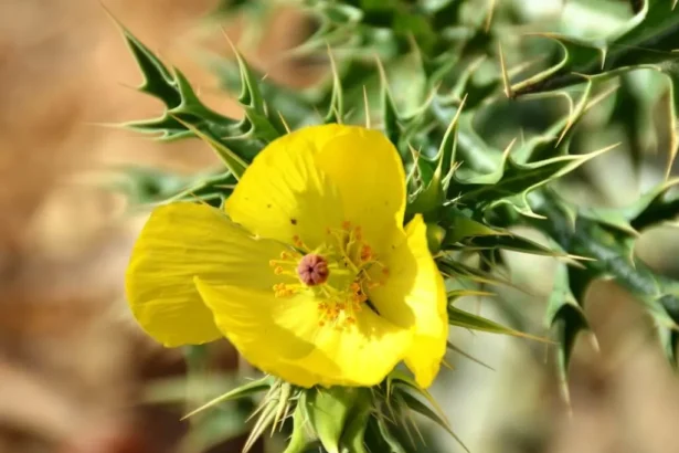 Erumakkalli (Argemone mexicana) – Ayurvedic medicinal plant with powerful healing properties, traditional remedies and natural health benefits