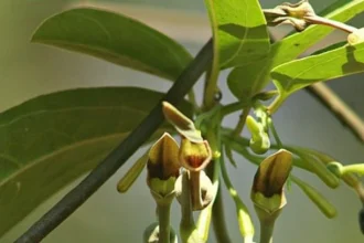 Eswaramooli (Aristolochia indica) – Traditional Medicinal Climber Used in Ayurveda for Snakebite Treatment, Digestive Health, and Detoxification