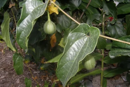 Aristolochia tagala (Iswaramulla) – Powerful Ayurvedic Medicinal Plant for Detox, Wound Healing and Health Benefits