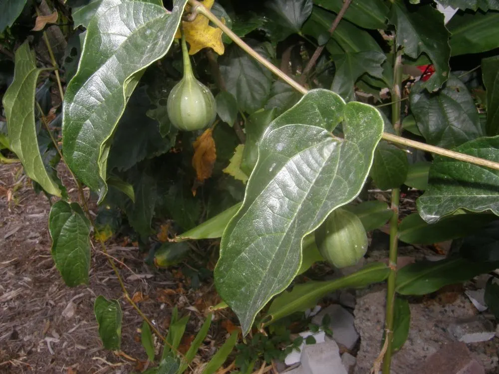 Aristolochia tagala (Iswaramulla) – Powerful Ayurvedic Medicinal Plant for Detox, Wound Healing and Health Benefits