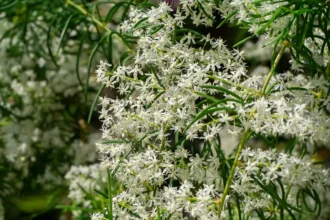 Fresh Shatavari roots and leaves, powerful Ayurvedic remedy