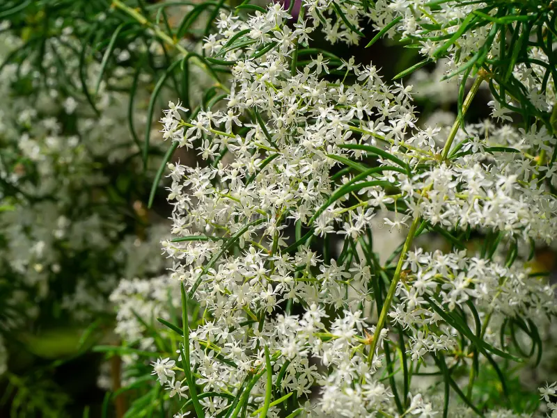 Fresh Shatavari roots and leaves, powerful Ayurvedic remedy