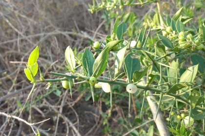 Yashank (Azima tetracantha) – Ayurvedic Medicinal Plant Used for Treating Joint Pain, Fertility Issues, and Inflammation