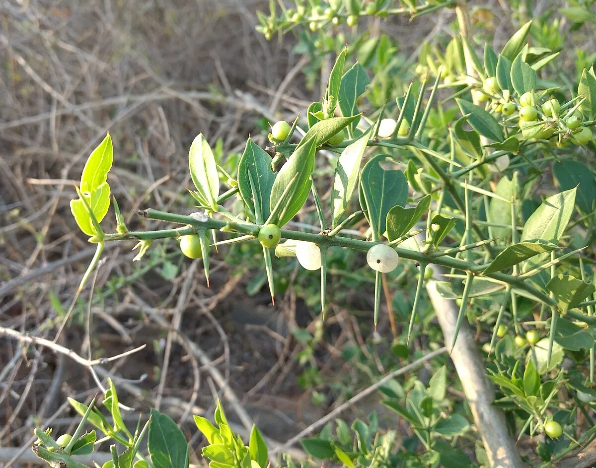 Yashank (Azima tetracantha) – Ayurvedic Medicinal Plant Used for Treating Joint Pain, Fertility Issues, and Inflammation