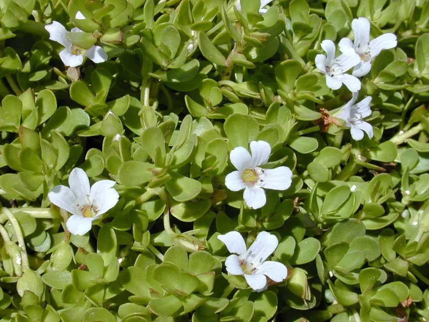 Brahmi (Bacopa monnieri) – Powerful Ayurvedic Herb for Memory Enhancement, Mental Clarity, and Brain Healt