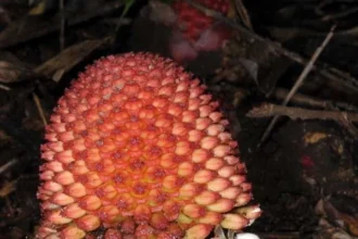 Athithippali (Balanophora fungosa) – Rare Medicinal Herb Used in Traditional Medicine for Boosting Immunity and Reducing Inflammation