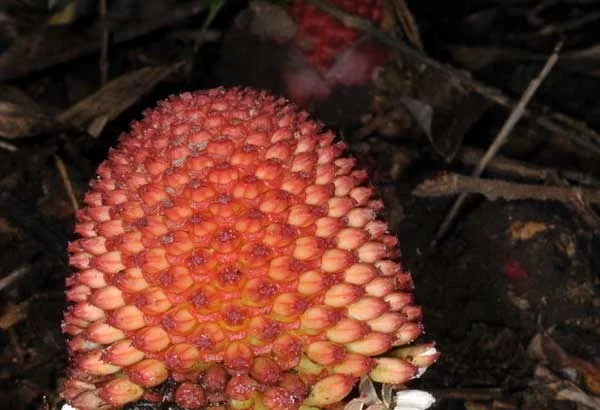 Athithippali (Balanophora fungosa) – Rare Medicinal Herb Used in Traditional Medicine for Boosting Immunity and Reducing Inflammation