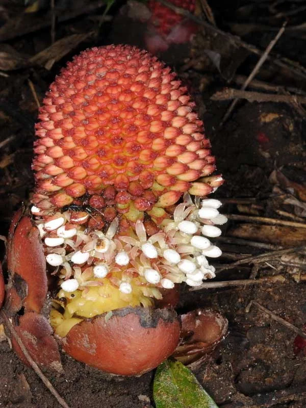 Athithippali (Balanophora fungosa) – Rare Medicinal Herb Used in Traditional Medicine for Boosting Immunity and Reducing Inflammation