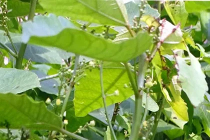 Baliospermum solanifolium (Nagadanthi) – Powerful Ayurvedic herb used for detoxification, constipation relief, and treatment of skin disorders