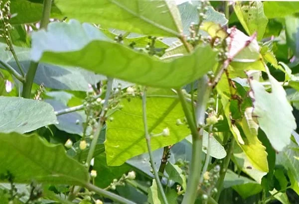 Baliospermum solanifolium (Nagadanthi) – Powerful Ayurvedic herb used for detoxification, constipation relief, and treatment of skin disorders