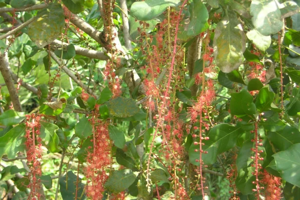 Attupezhu (Barringtonia acutangula) – Ayurvedic medicinal plant with powerful healing properties, traditional remedies and natural health benefits