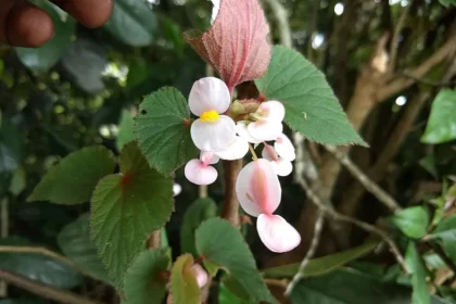 Kalpuli (Begonia malabarica) – Ayurvedic medicinal herb with traditional healing properties, natural remedies and powerful health benefits