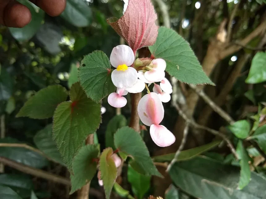 Kalpuli (Begonia malabarica) – Ayurvedic medicinal herb with traditional healing properties, natural remedies and powerful health benefits
