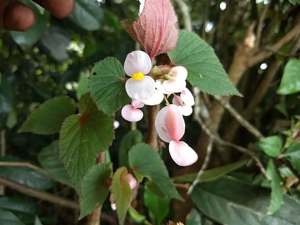 Kalpuli (Begonia malabarica) – Ayurvedic medicinal herb with traditional healing properties, natural remedies and powerful health benefits