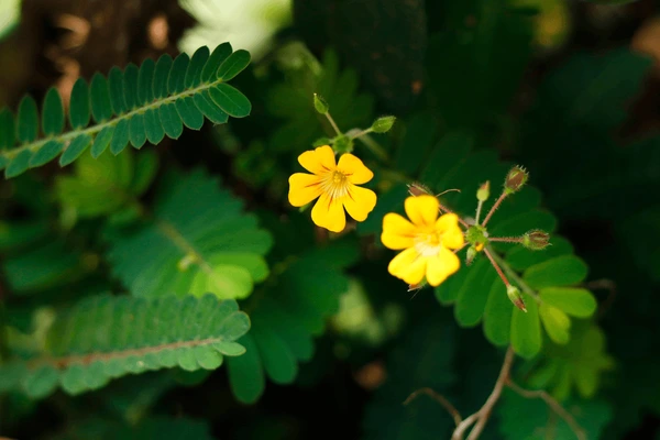 Mukkutti (Biophytum sensitivum) – Ayurvedic medicinal herb with powerful healing properties, traditional remedies and natural health benefits