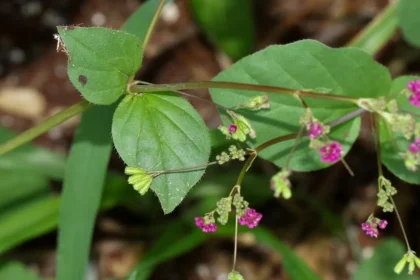 Thazhuthama (Boerhavia diffusa) – Powerful Ayurvedic Herb for Kidney Cleansing, Liver Detoxification, and Natural Inflammation Relief