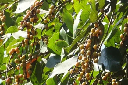 Mulluvenga (Bridelia retusa) – Ayurvedic medicinal tree with powerful healing properties, traditional remedies and natural health benefits