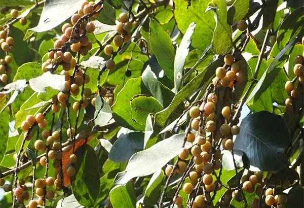 Mulluvenga (Bridelia retusa) – Ayurvedic medicinal tree with powerful healing properties, traditional remedies and natural health benefits