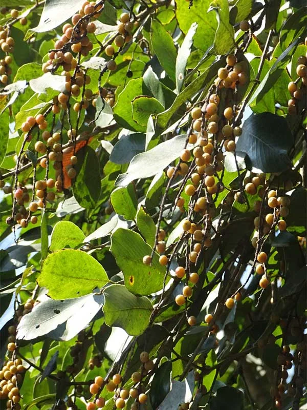 Mulluvenga (Bridelia retusa) – Ayurvedic medicinal tree with powerful healing properties, traditional remedies and natural health benefits
