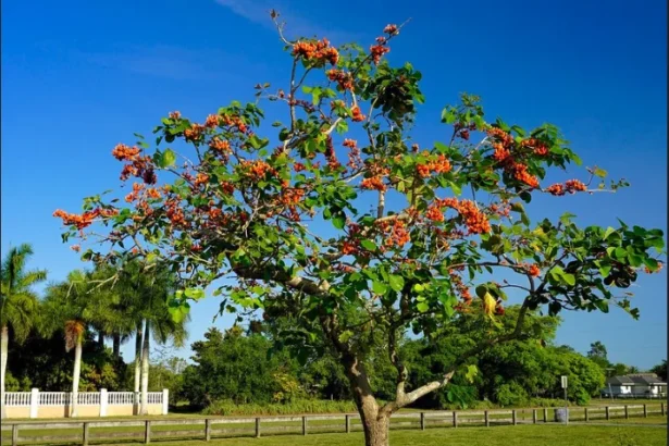 Palash (Butea monosperma) – Sacred Ayurvedic Tree with Medicinal Flowers Used for Blood Purification, Skin Treatment, and Inflammation Relief