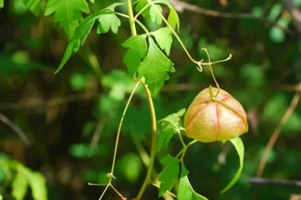 Uzhinja (Cardiospermum halicacabum) – Medicinal Climber Used in Ayurveda for Joint Pain, Arthritis Relief, and Hair Health