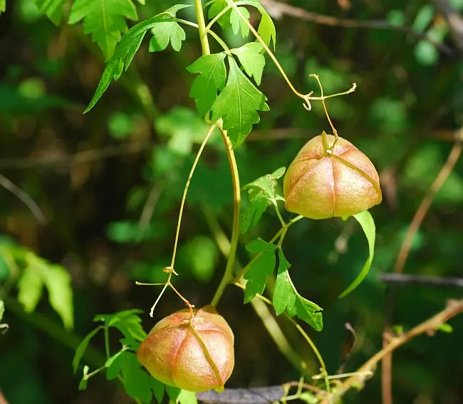 Uzhinja (Cardiospermum halicacabum) – Medicinal Climber Used in Ayurveda for Joint Pain, Arthritis Relief, and Hair Health
