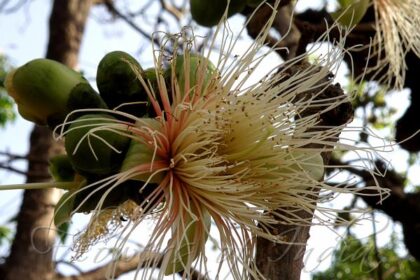 Careya arborea (Pezhu) – Powerful Ayurvedic Medicinal Tree with Traditional Healing Properties and Health Benefits