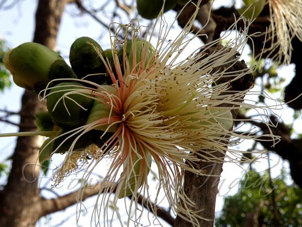 Careya arborea (Pezhu) – Powerful Ayurvedic Medicinal Tree with Traditional Healing Properties and Health Benefits