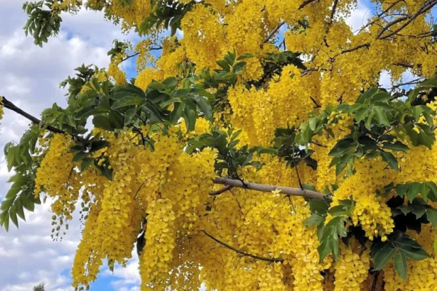 Cassia fistula tree with bright yellow Kanikkonna flowers in full bloom