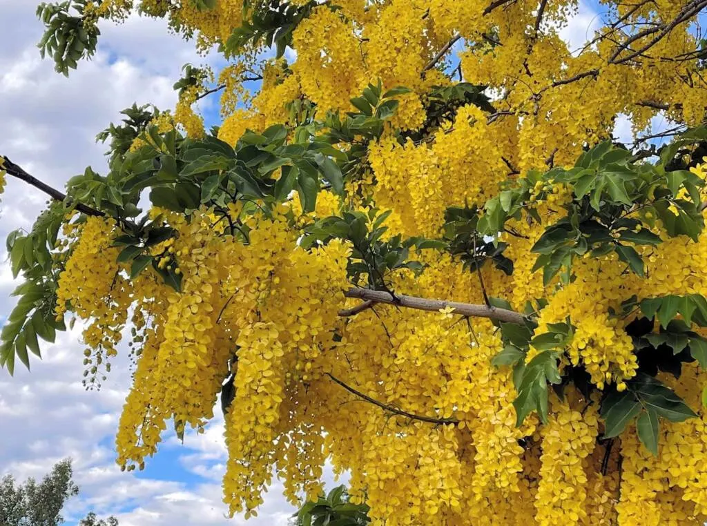 Cassia fistula tree with bright yellow Kanikkonna flowers in full bloom
