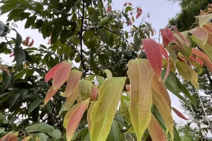 Vayana (Cinnamomum malabatrum) – Aromatic Medicinal Plant Used in Ayurveda for Digestion, Respiratory Health, and Flavoring